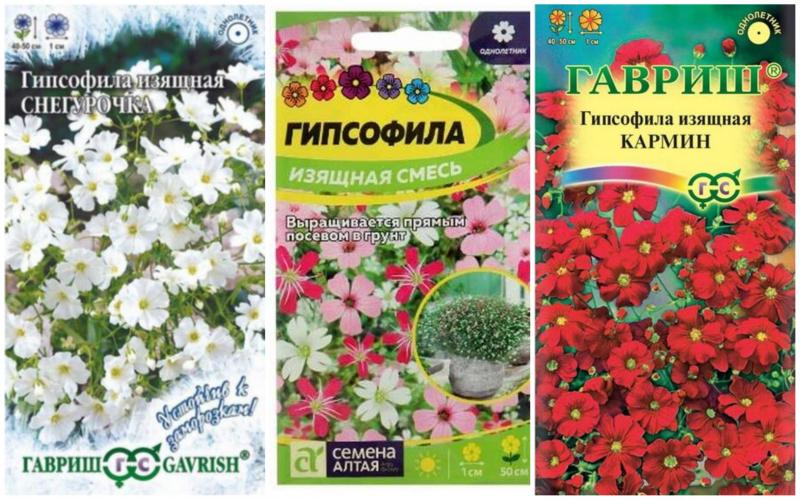 гипсофила