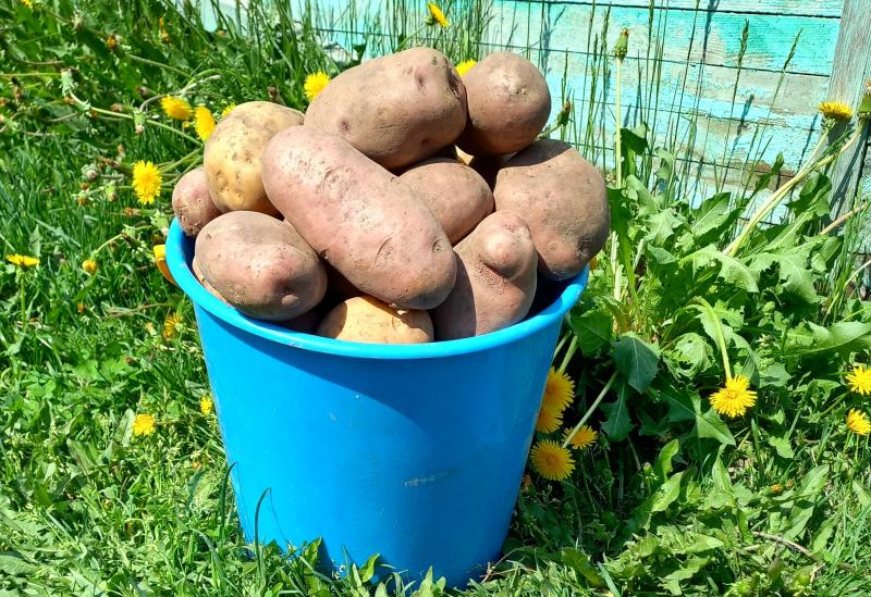 картофель