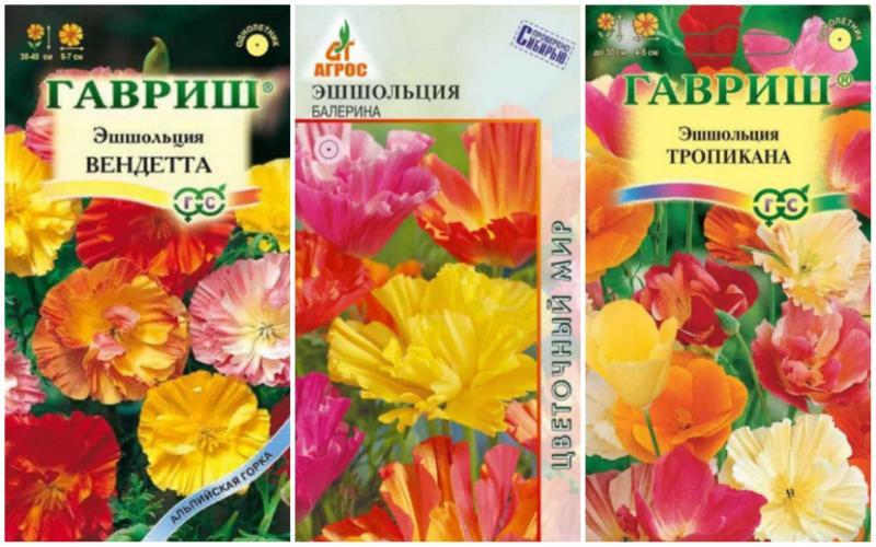 эшольция