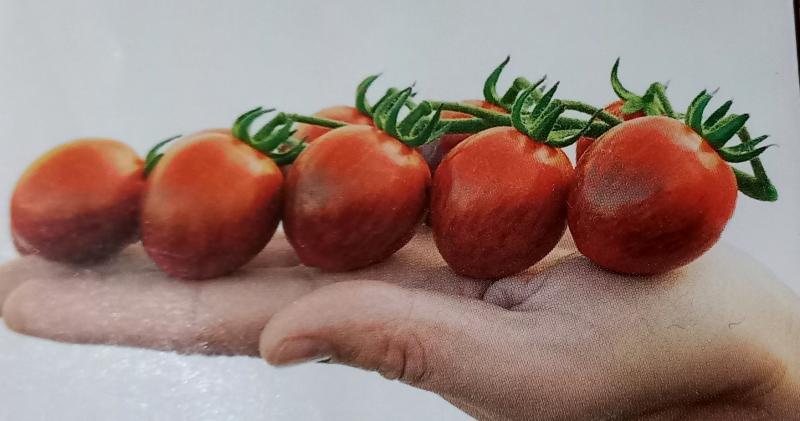 семена