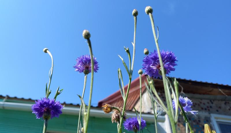 цветы