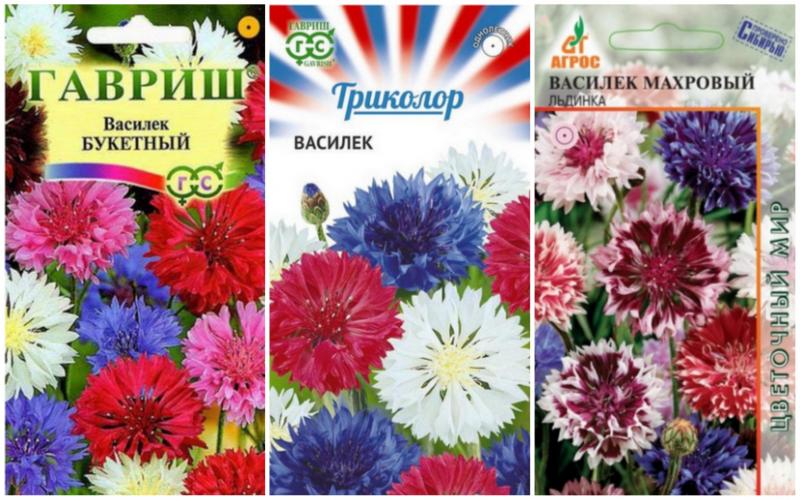 василек