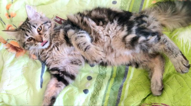 Котик, который ест коврик