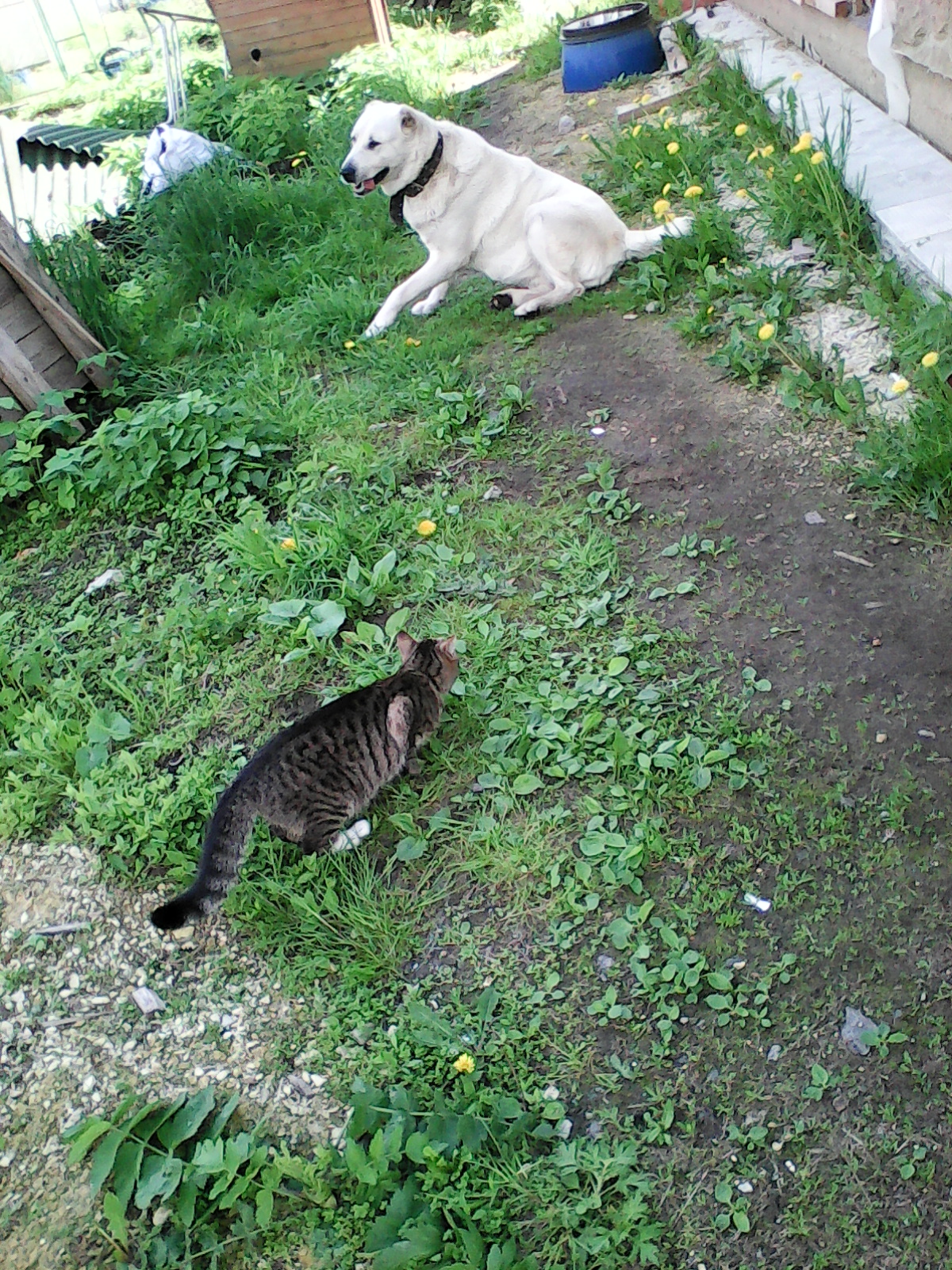 С кошкой