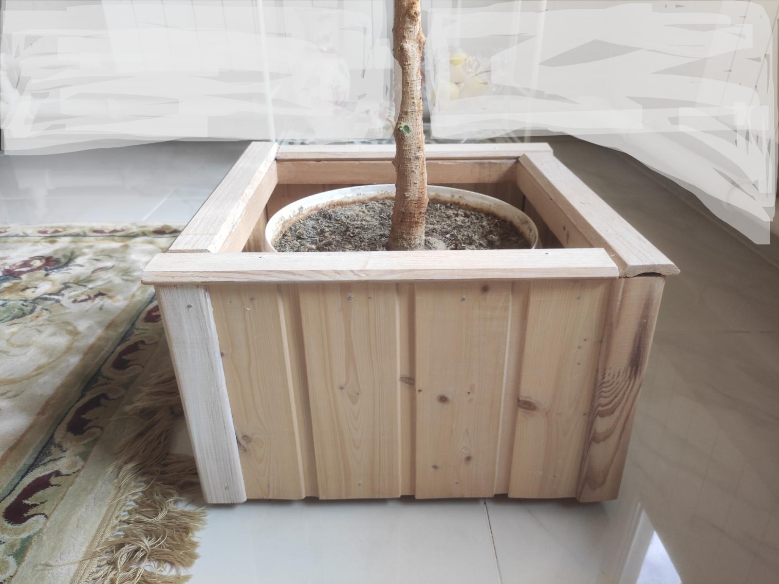 мой фикус бенджамина