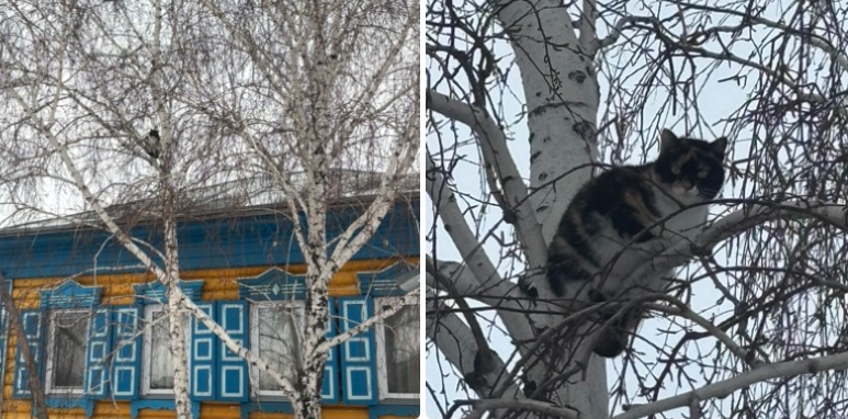 коты на деревьях